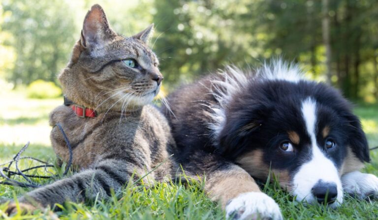 Tenencia Responsable de Mascotas reveló los nombres más populares