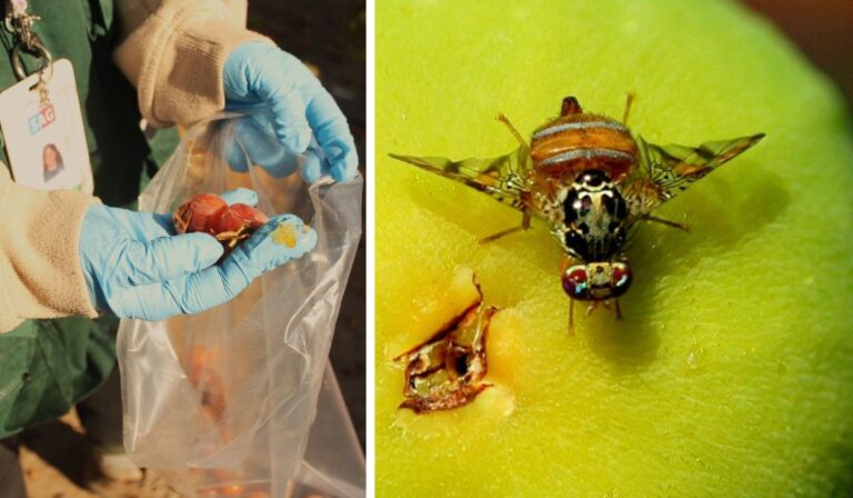 Mosca de la fruta en O’Higgins: Comunas del Maule se adhieren a campaña de detección