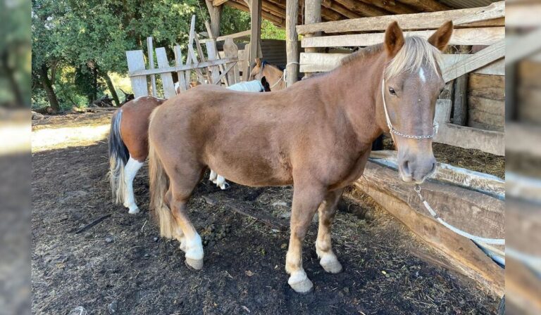 SAG detecta brote de anemia infecciosa equina en 3 regiones y activa protocolos