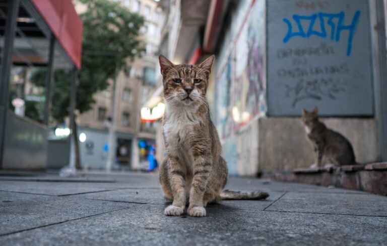 Día Internacional del Gato: ¿Por qué se celebra tres veces?