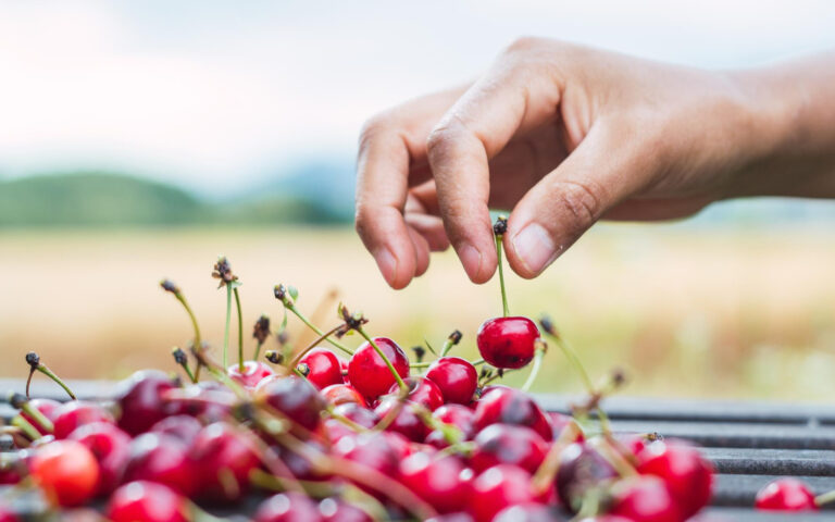 Afecta volumen y calidad: cambio climático impacta la producción de cerezas en Chile