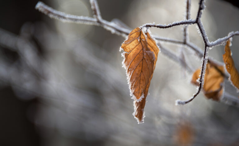 Región del Maule enfrentará mañanas con frío extremo: mínimas podrían llegar a 0°C